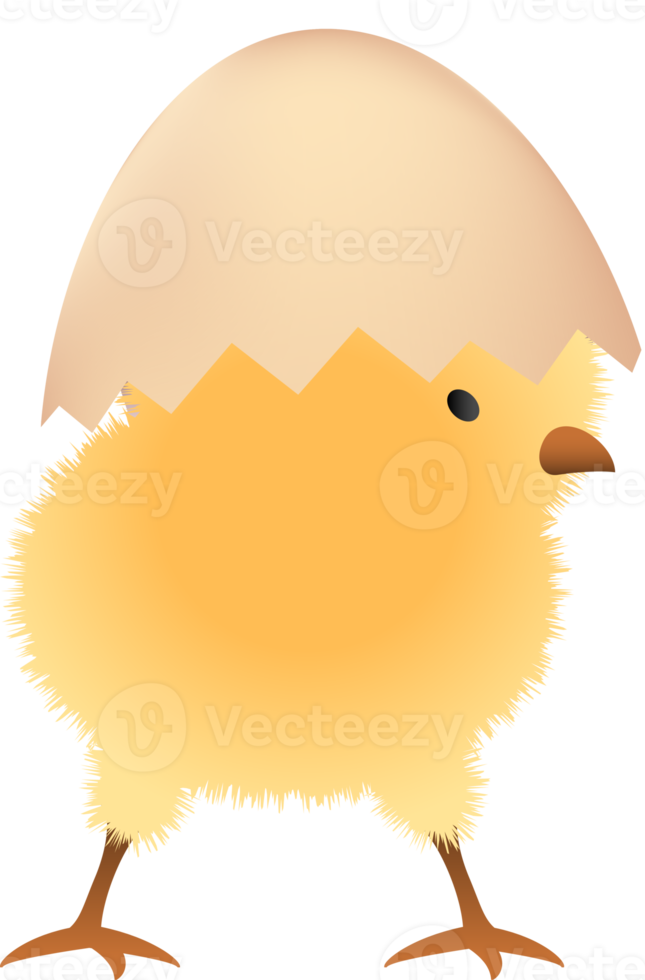 Chick in broken brown egg upper part png