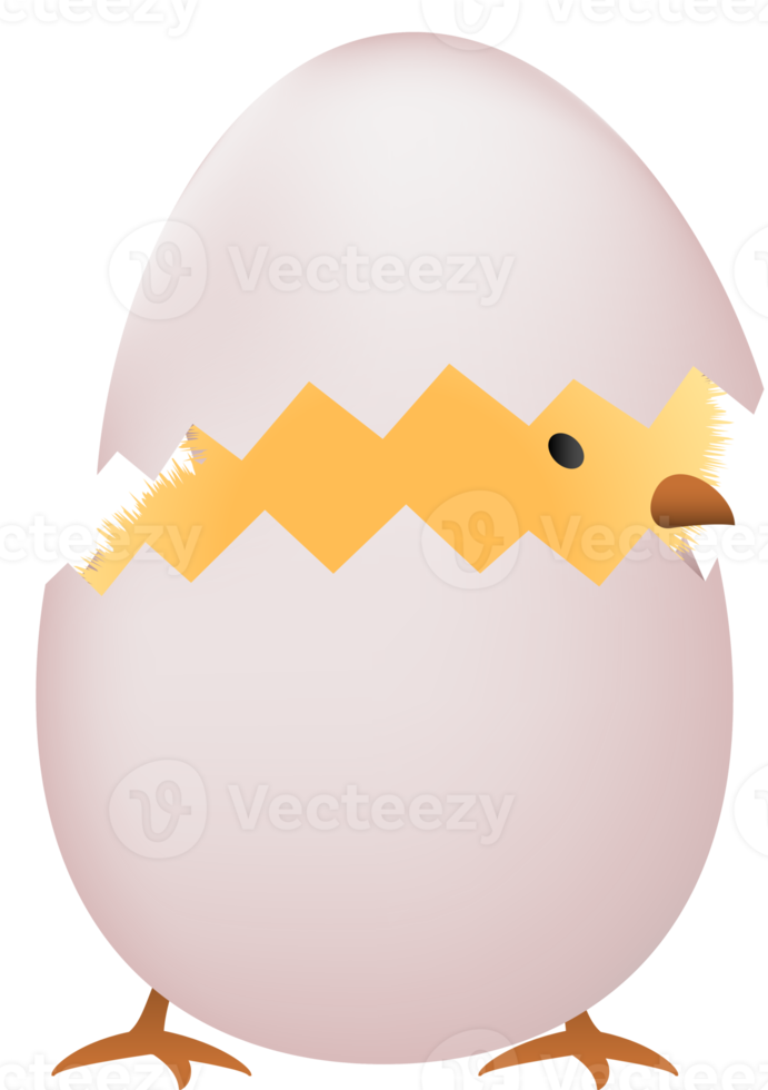 Chick in broken white egg png
