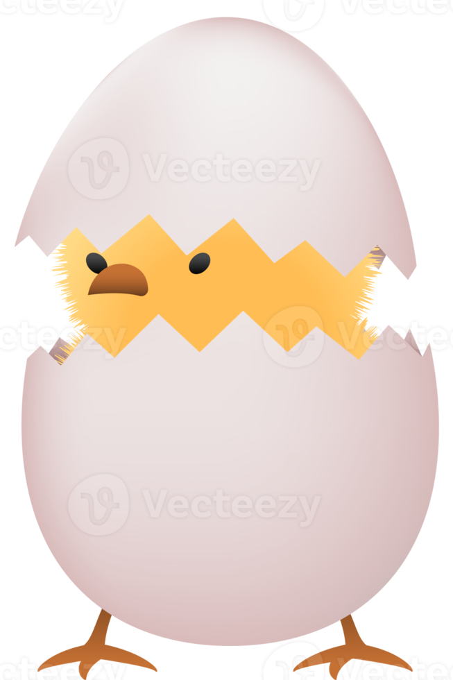 Chick in broken white egg png