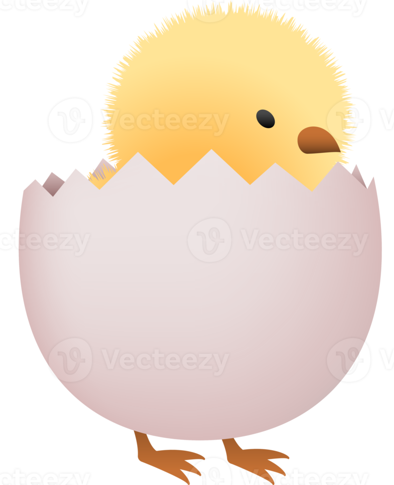 Chick in broken white egg lower part png