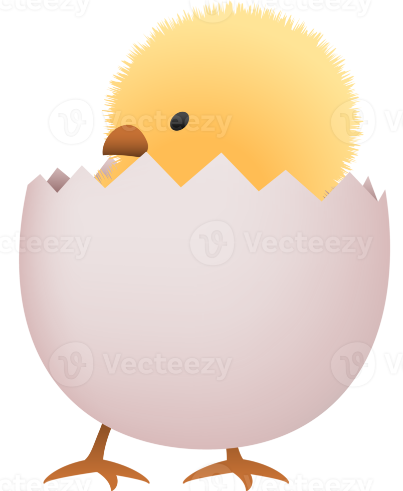 Chick in broken white egg lower part png