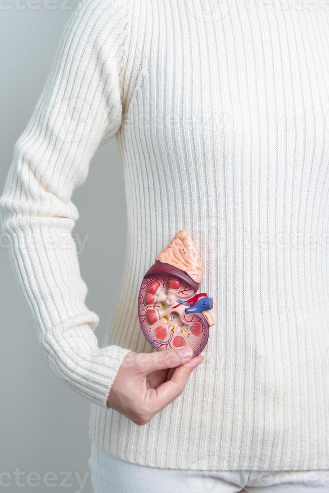 woman holding Anatomical human kidney Adrenal gland model. disease of Urinary system and Stones, Cancer, world kidney day, Chronic kidney and Organ Donor Day concept photo