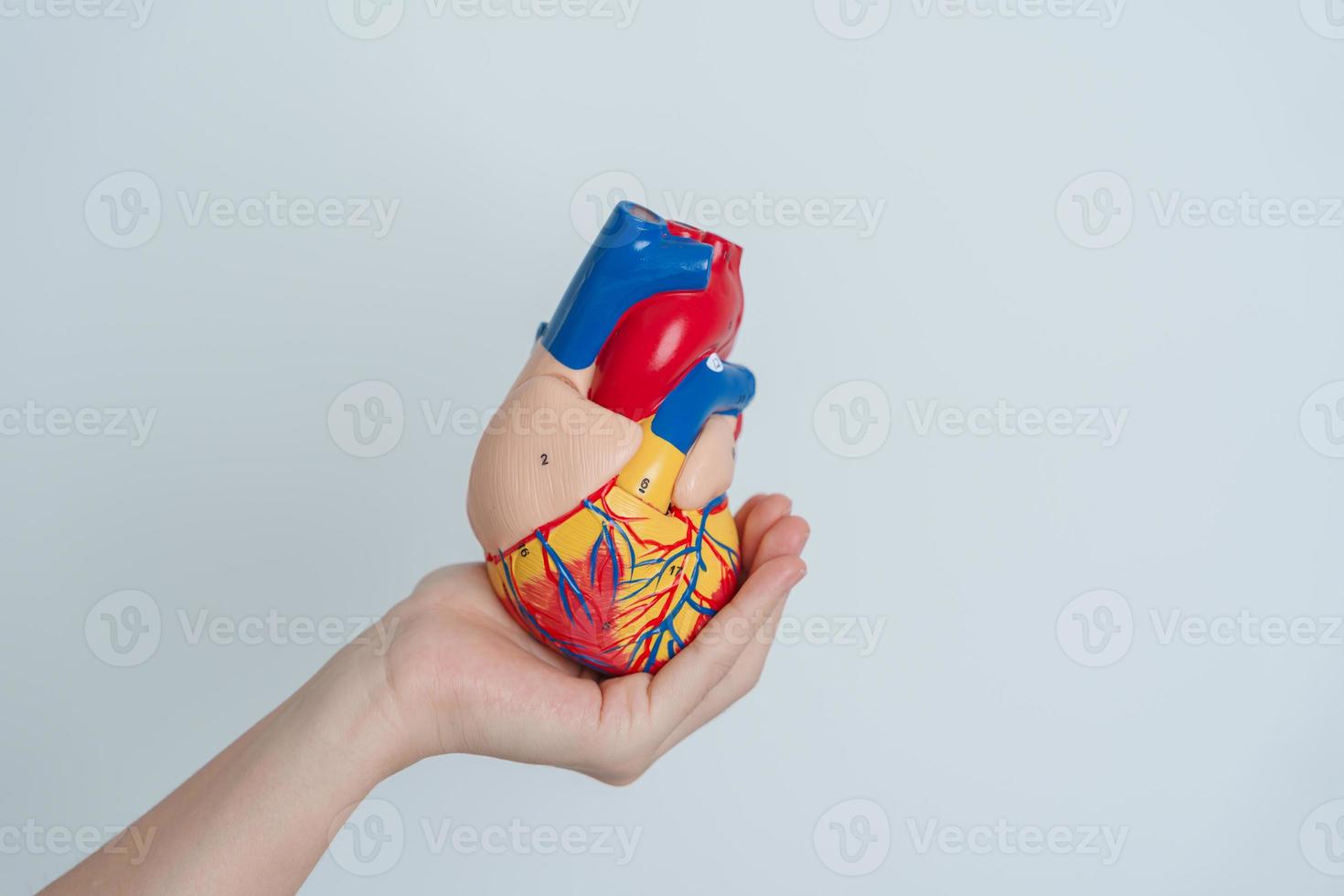 Woman holding human Heart model. Cardiovascular Diseases, Atherosclerosis, Hypertensive Heart, Valvular Heart, Aortopulmonary window, world Heart day and health concept photo