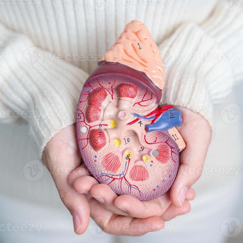 mujer sosteniendo modelo anatómico de glándula suprarrenal de riñón humano. enfermedad del sistema urinario y cálculos, cáncer, día mundial del riñón, riñón crónico y concepto del día del donante de órganos foto