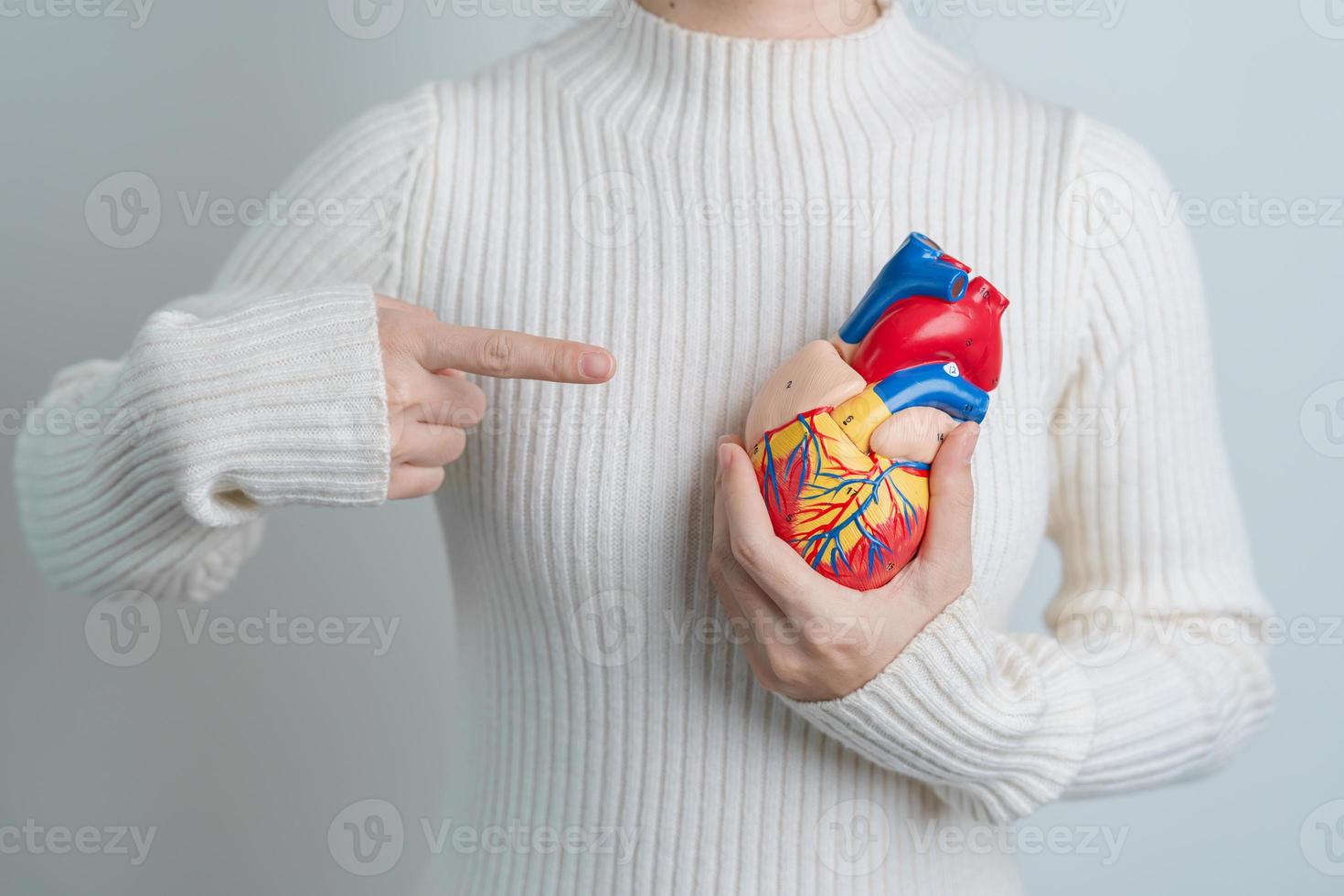 mujer con modelo de corazón humano. enfermedades cardiovasculares, aterosclerosis, corazón hipertenso, corazón valvular, ventana aortopulmonar, día mundial del corazón y concepto de salud foto