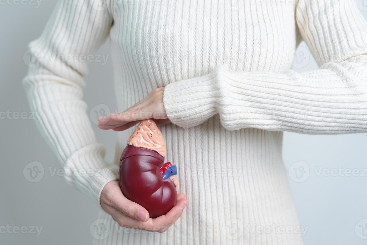 mujer sosteniendo modelo anatómico de glándula suprarrenal de riñón humano. enfermedad del sistema urinario y cálculos, cáncer, día mundial del riñón, riñón crónico y concepto del día del donante de órganos foto