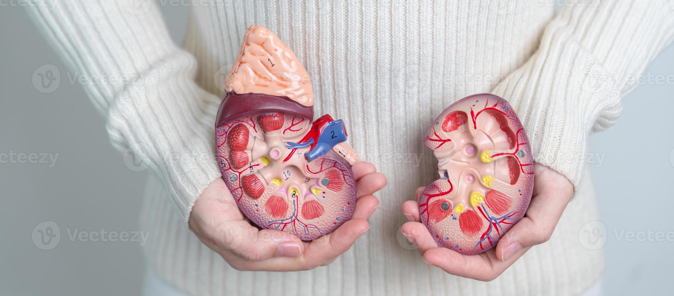 woman holding Anatomical human kidney Adrenal gland model. disease of Urinary system and Stones, Cancer, world kidney day, Chronic kidney and Organ Donor Day concept photo