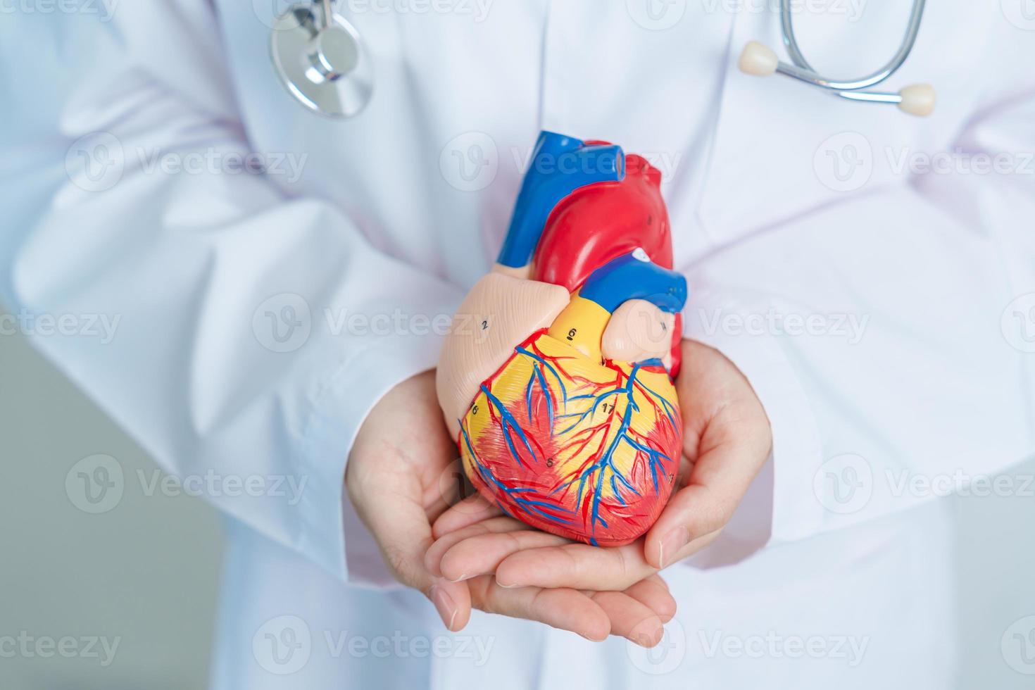 Doctor holding human Heart model. Cardiovascular Diseases, Atherosclerosis, Hypertensive Heart, Valvular Heart, Aortopulmonary window, world Heart day and health concept photo