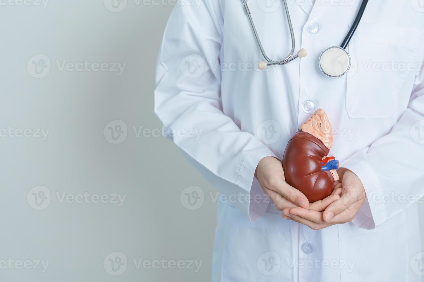 Doctor holding Anatomical kidney Adrenal gland model. disease of Urinary system and Stones, Cancer, world kidney day, Chronic kidney, Urology, Nephritis, Renal and Transplant concept photo