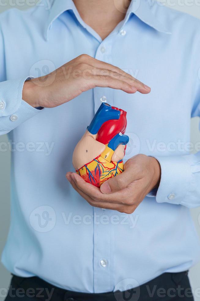 hombre que sostiene el modelo de corazón humano. enfermedades cardiovasculares, aterosclerosis, corazón hipertenso, corazón valvular, ventana aortopulmonar, día mundial del corazón y concepto de salud foto