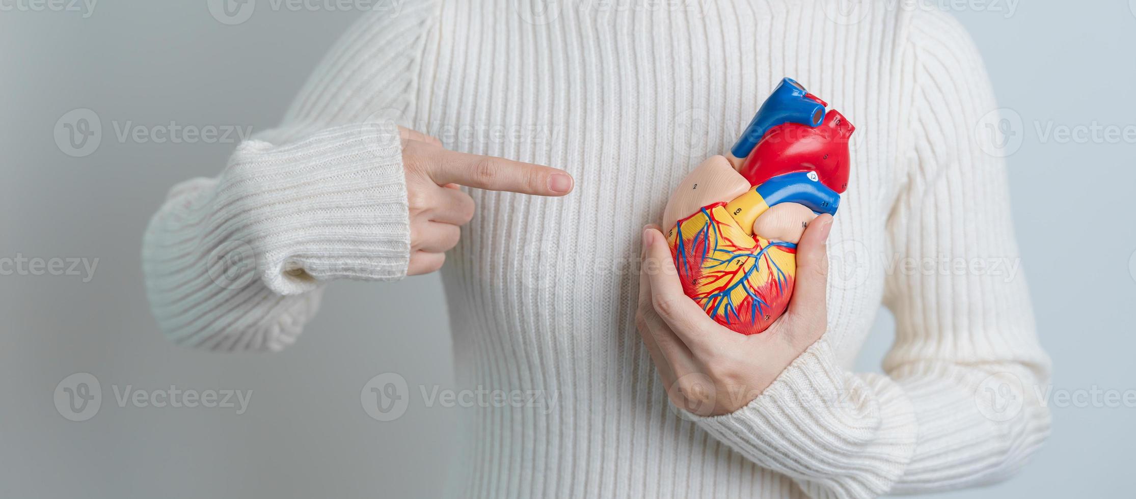 Woman holding human Heart model. Cardiovascular Diseases, Atherosclerosis, Hypertensive Heart, Valvular Heart, Aortopulmonary window, world Heart day and health concept photo