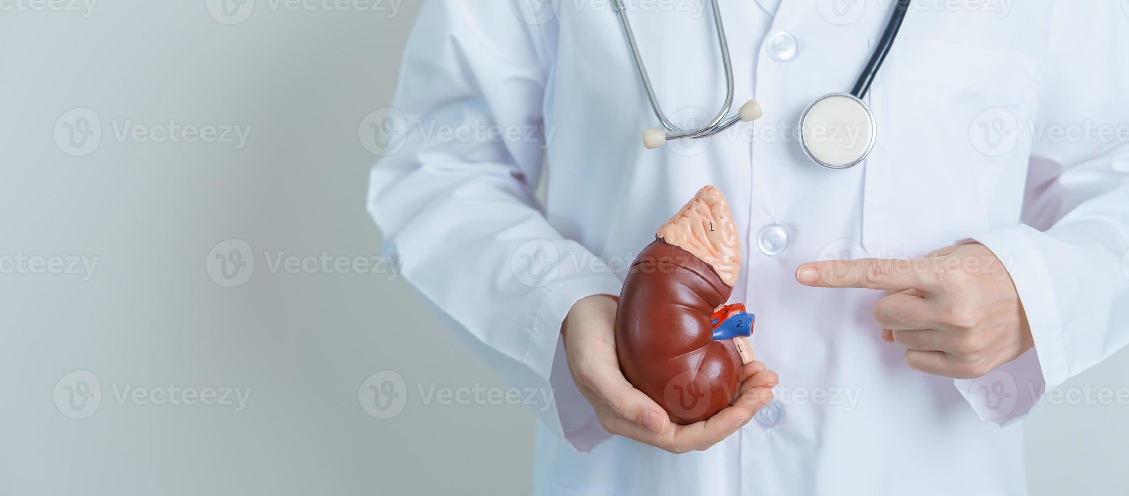 Doctor holding Anatomical kidney Adrenal gland model. disease of Urinary system and Stones, Cancer, world kidney day, Chronic kidney, Urology, Nephritis, Renal and Transplant concept photo