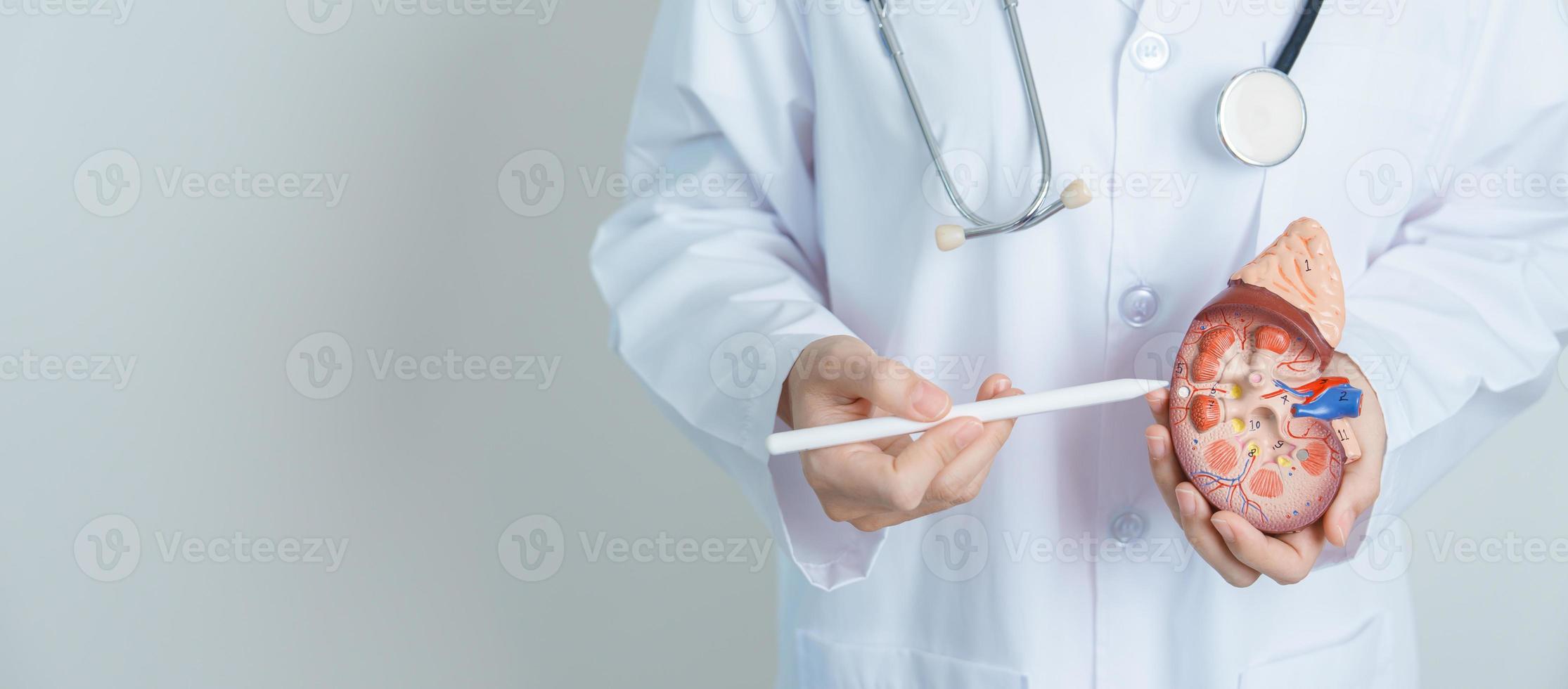 Doctor holding Anatomical kidney Adrenal gland model. disease of Urinary system and Stones, Cancer, world kidney day, Chronic kidney, Urology, Nephritis, Renal and Transplant concept photo