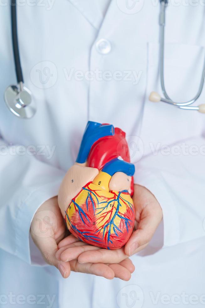 Doctor holding human Heart model. Cardiovascular Diseases, Atherosclerosis, Hypertensive Heart, Valvular Heart, Aortopulmonary window, world Heart day and health concept photo