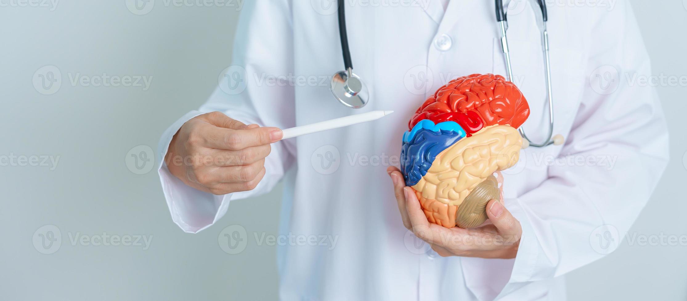 doctor holding human Brain model. World Brain Tumor day, Brain Stroke, Dementia, alzheimer, parkinson and world mental health concept photo