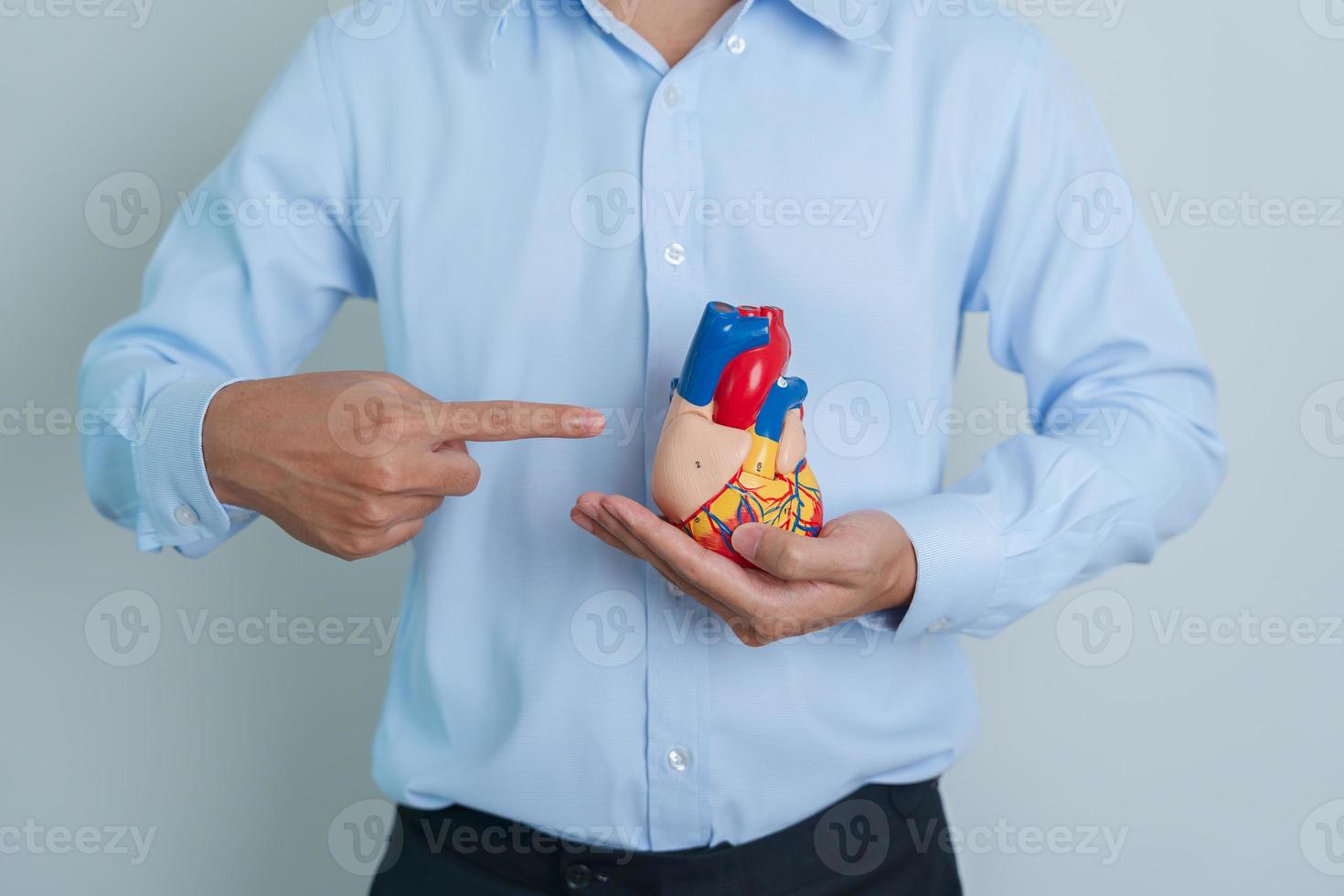 man holding human Heart model. Cardiovascular Diseases, Atherosclerosis, Hypertensive Heart, Valvular Heart, Aortopulmonary window, world Heart day and health concept photo