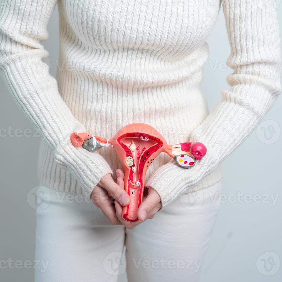 mujer sosteniendo modelo de útero y ovarios. cáncer de ovario y de cuello uterino, trastorno del cuello uterino, endometriosis, histerectomía, fibromas uterinos, sistema reproductivo y concepto de embarazo foto