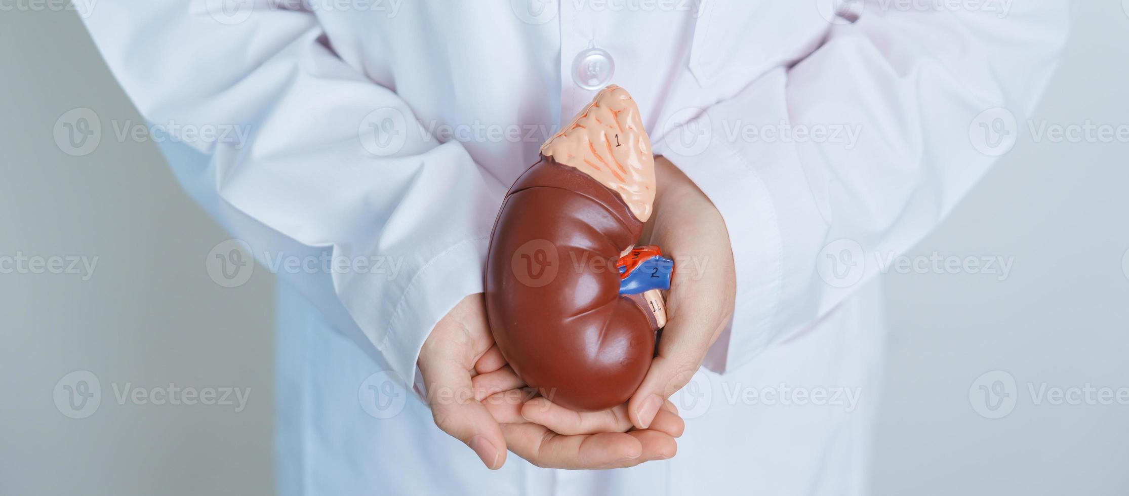 Doctor holding Anatomical kidney Adrenal gland model. disease of Urinary system and Stones, Cancer, world kidney day, Chronic kidney, Urology, Nephritis, Renal and Transplant concept photo