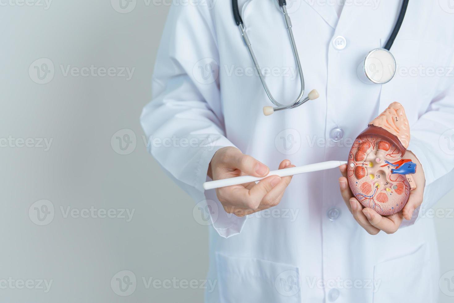 Doctor holding Anatomical kidney Adrenal gland model. disease of Urinary system and Stones, Cancer, world kidney day, Chronic kidney, Urology, Nephritis, Renal and Transplant concept photo