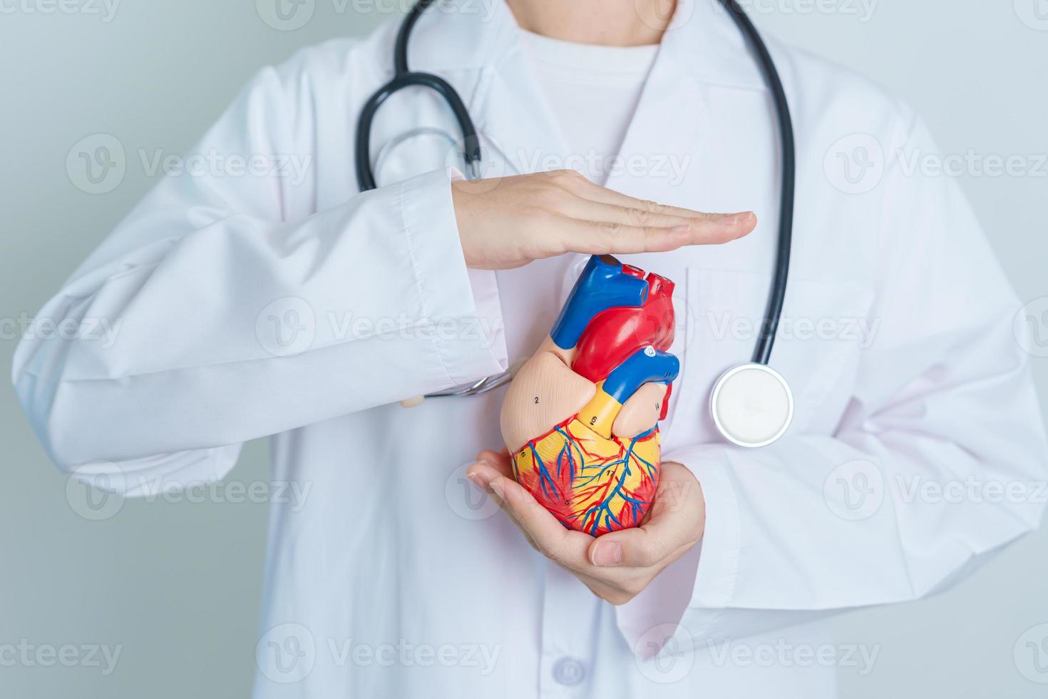 Doctor holding human Heart model. Cardiovascular Diseases, Atherosclerosis, Hypertensive Heart, Valvular Heart, Aortopulmonary window, world Heart day and health concept photo