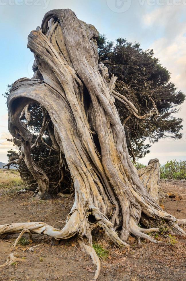 Twisted tree trunk photo