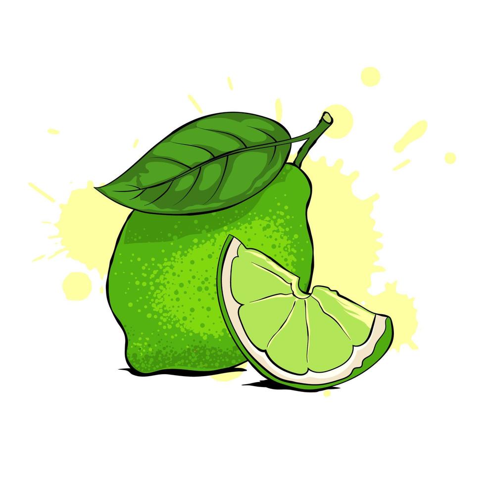 Fresh juicy green lime with leaf and slice. Vector illustration