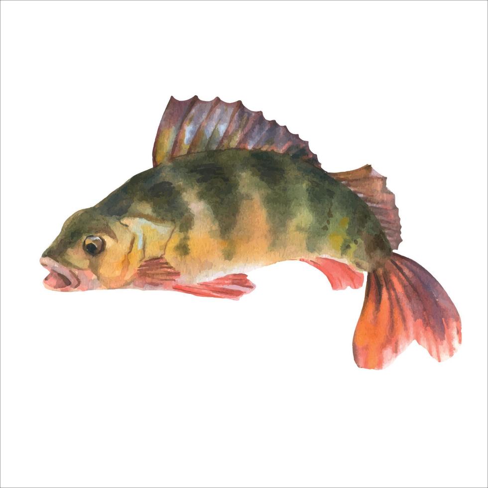 Perch whole fish, with opened his mouth, isolated on white background. Watercolor illustration. vector