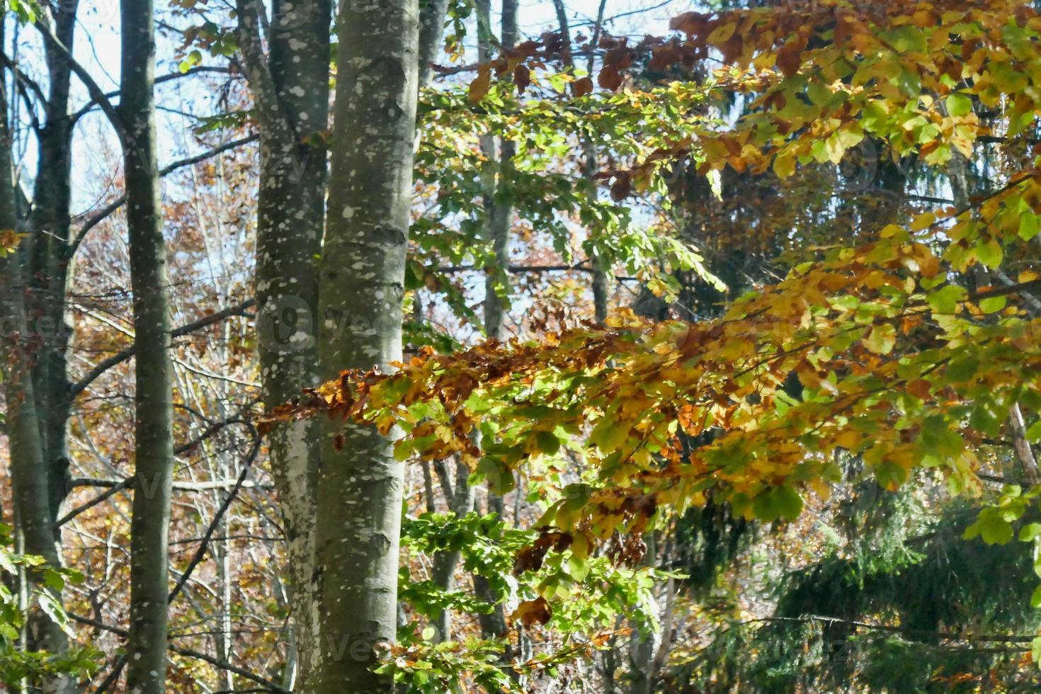 Trees in the forest photo