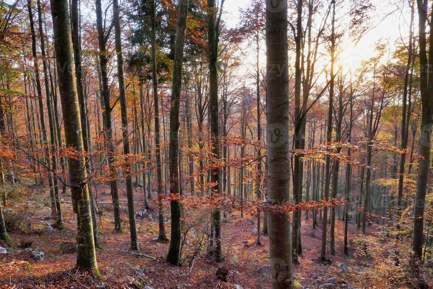 Trees in the forest photo