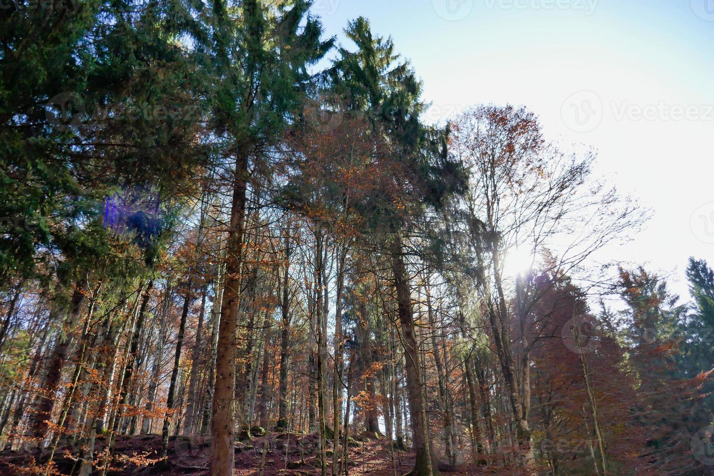 Trees in the forest photo