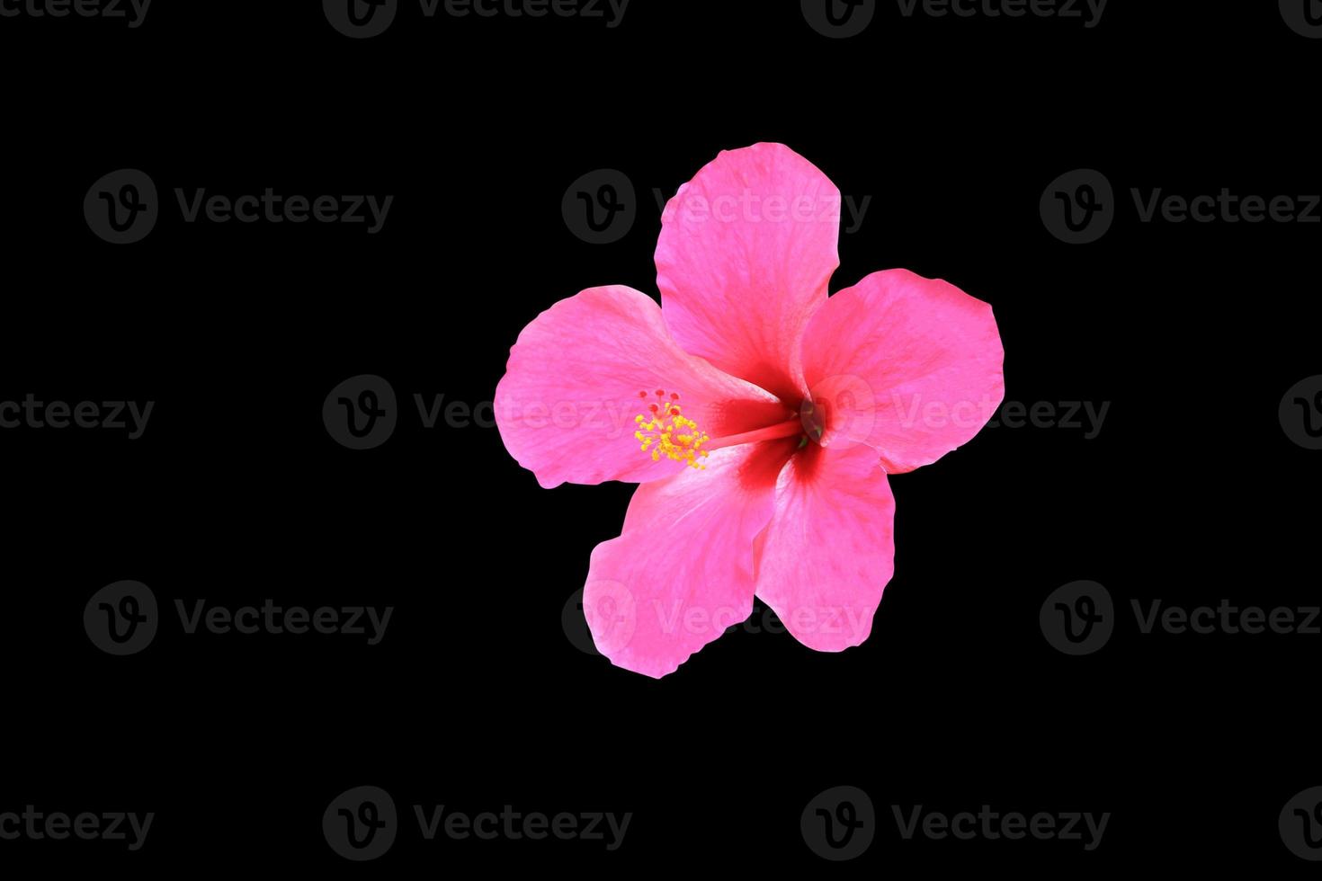 Hibiscus flower beautiful isolated  on black background and clipping path photo