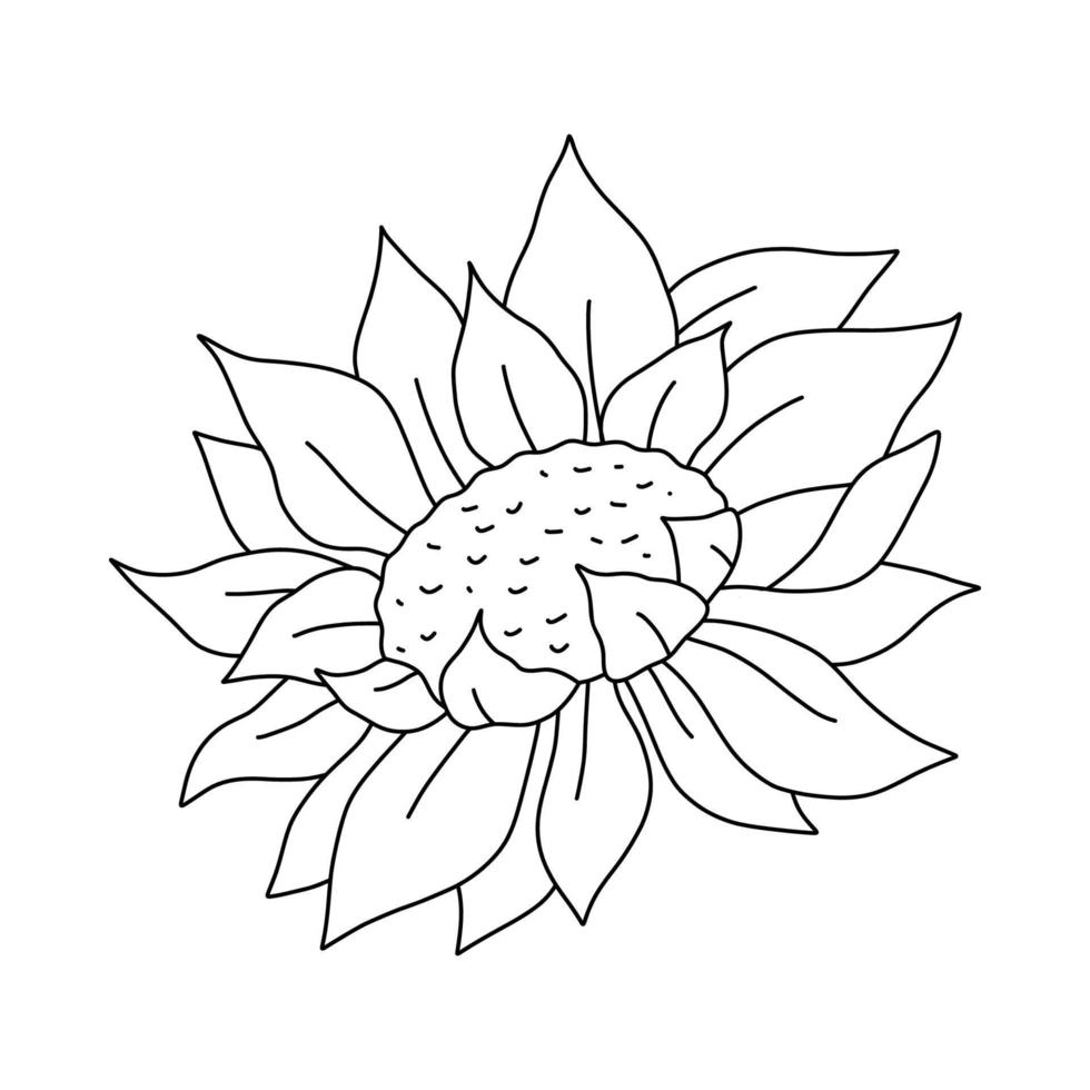 Black and white line sunflower bud. Outline botanical hand drawn illustration isolated on white for coloring page vector