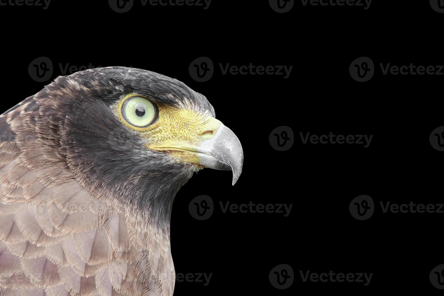 Falcon Peregrine or eagle on black background and clipping path photo