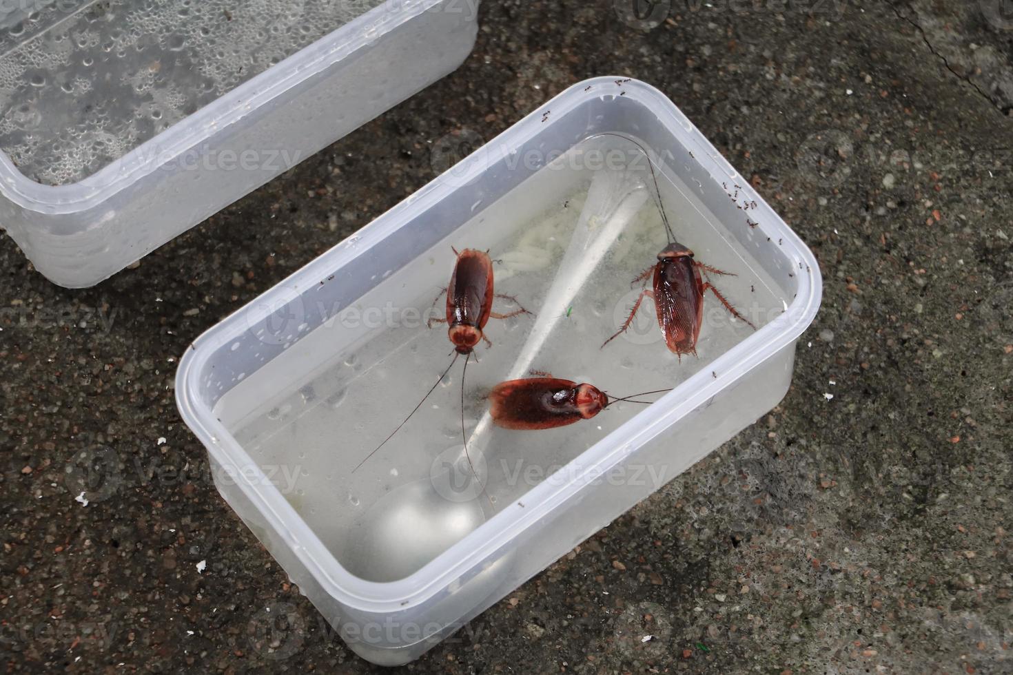 almuerzo caja cuales tiene cucaracha muerto en agua foto