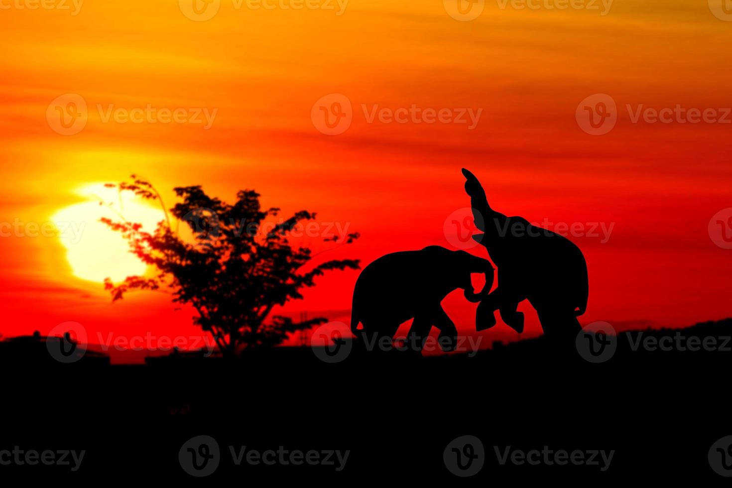 silhouette elephant battle animals wildlife in twilight sunset beautiful background. with copy space add text photo