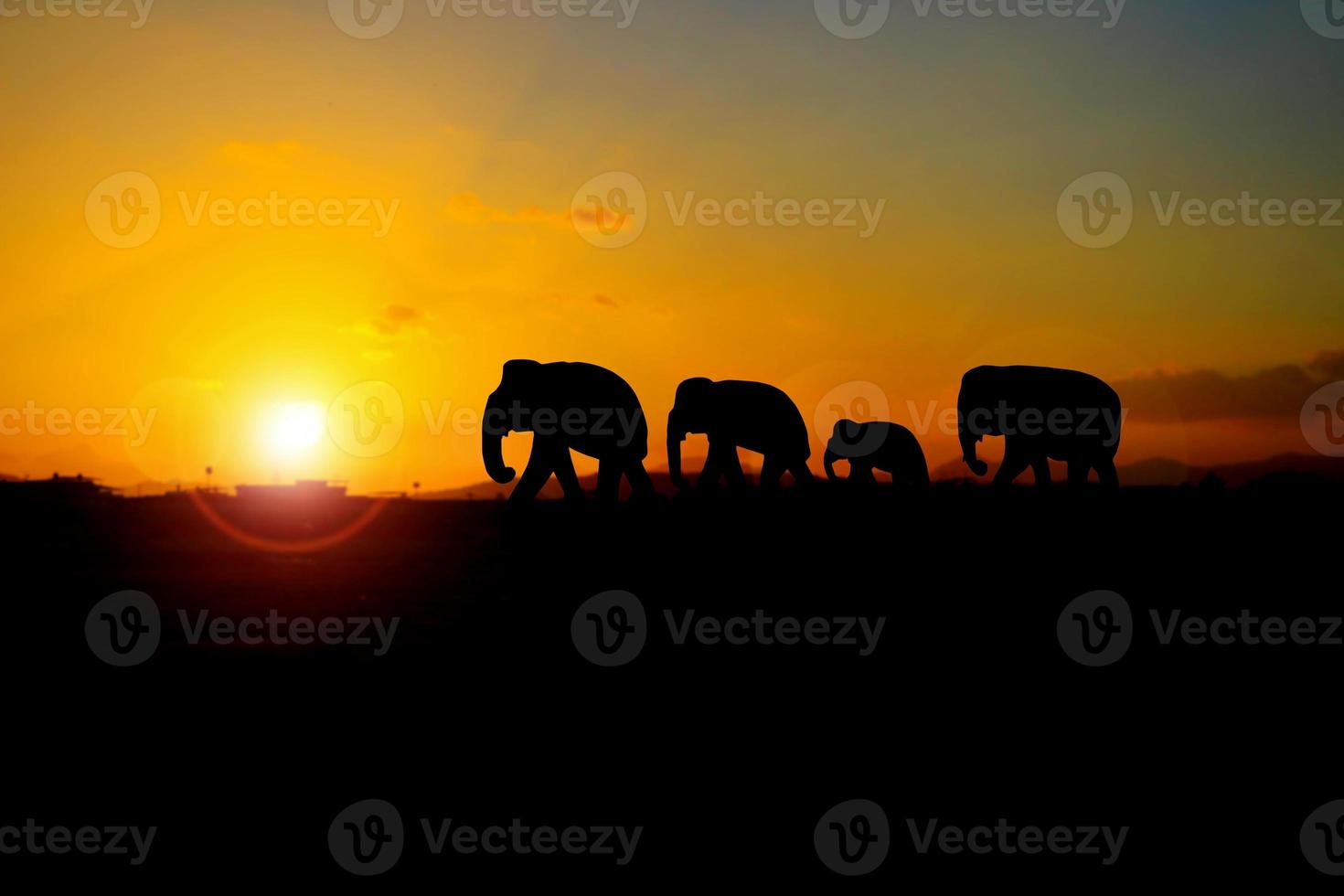 silhouette elephant family herd animals wildlife evacuate walking in twilight sunset beautiful background. with copy space add text photo