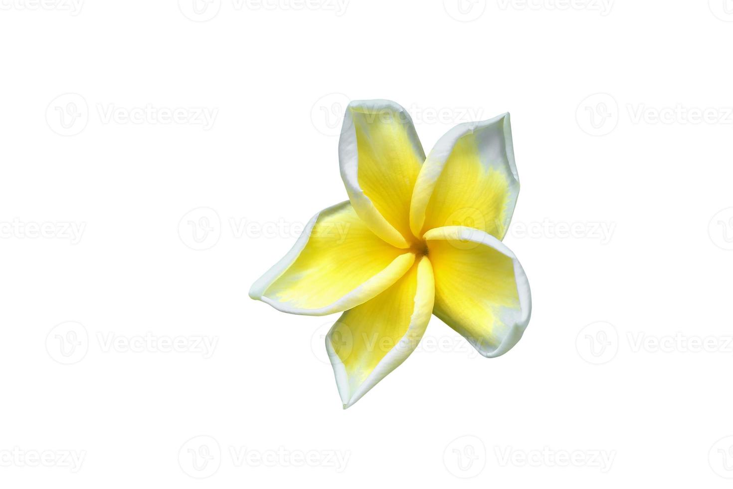 Plumeria flower yellow isolated on white background and clipping path