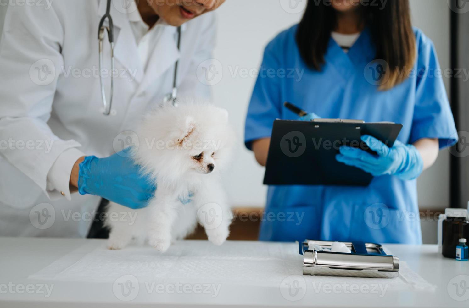 pomeranio perro consiguiendo inyección con vacuna durante cita en un veterinario clínica foto