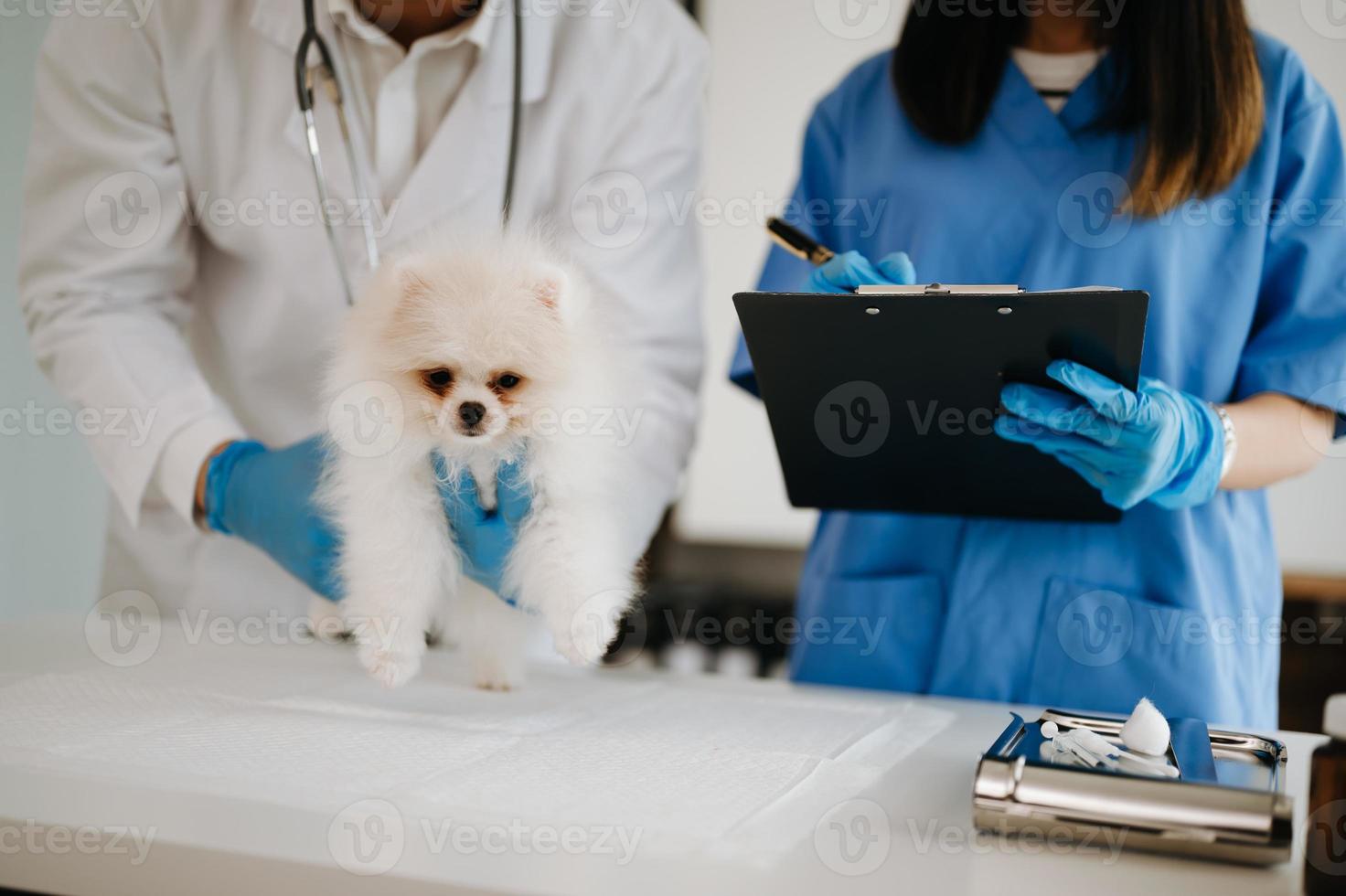 dos médicos lo están examinando. concepto de medicina veterinaria. pomerania en clínica veterinaria. foto