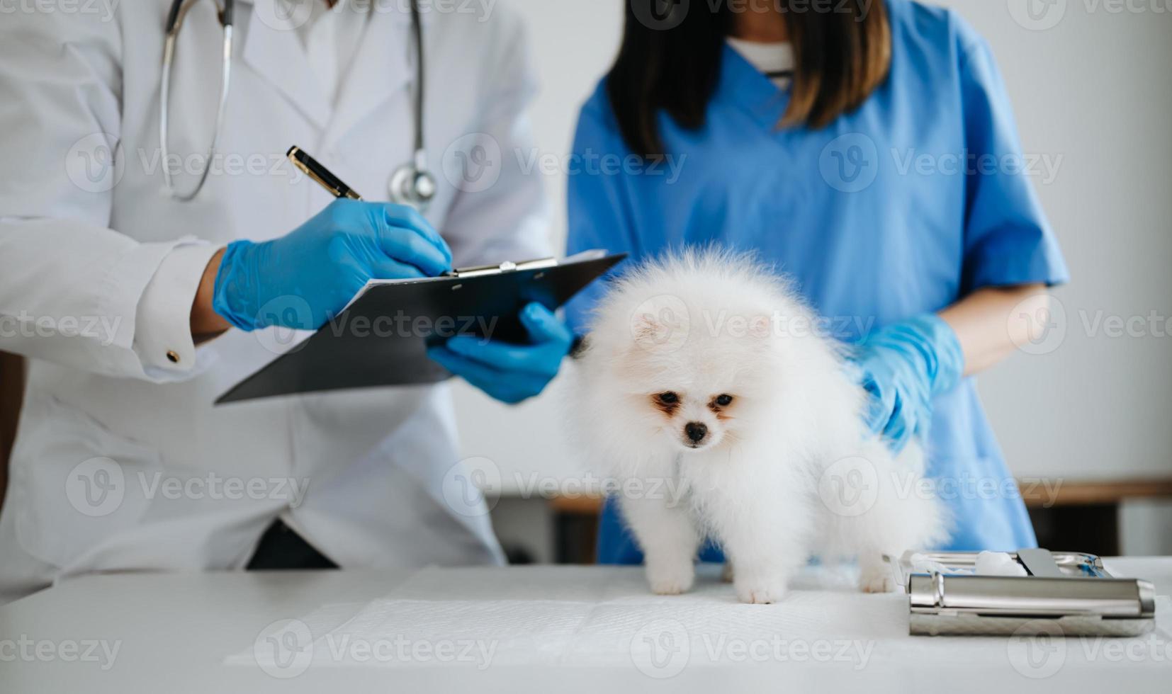 dos médicos lo están examinando. concepto de medicina veterinaria. pomerania en clínica veterinaria. foto