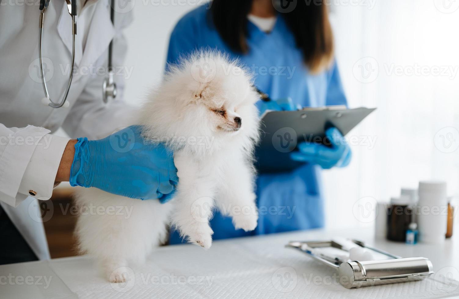 Pomeranian dog getting injection with vaccine during appointment in a veterinary clinic photo