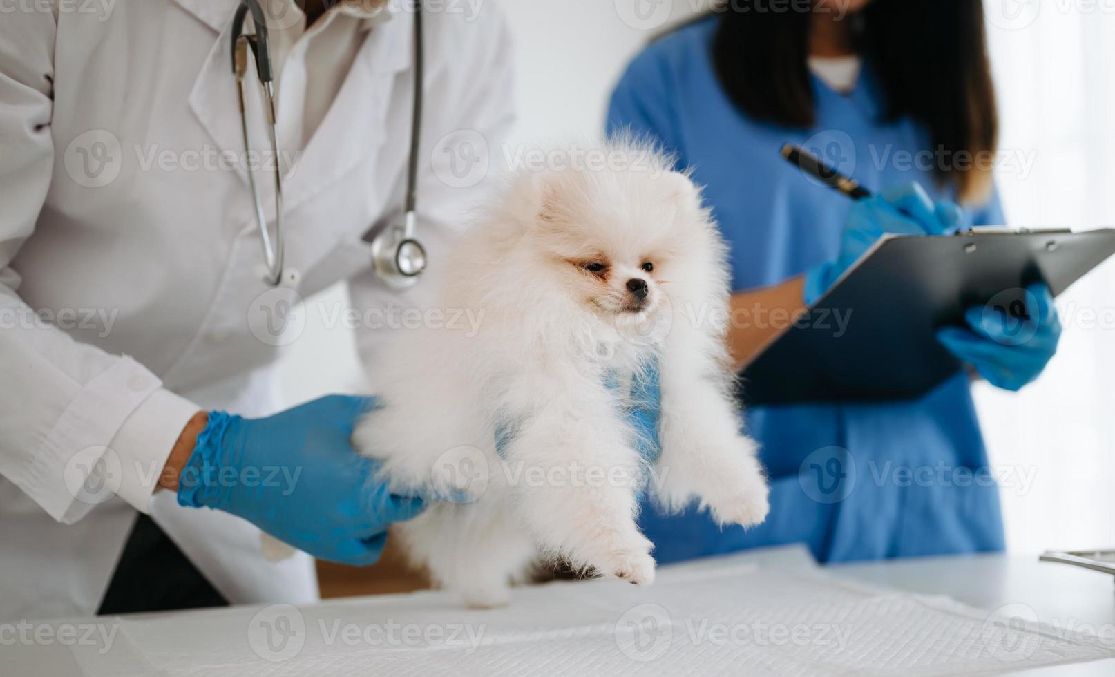 Two doctors are examining him. Veterinary medicine concept. Pomeranian in veterinary clinic. photo