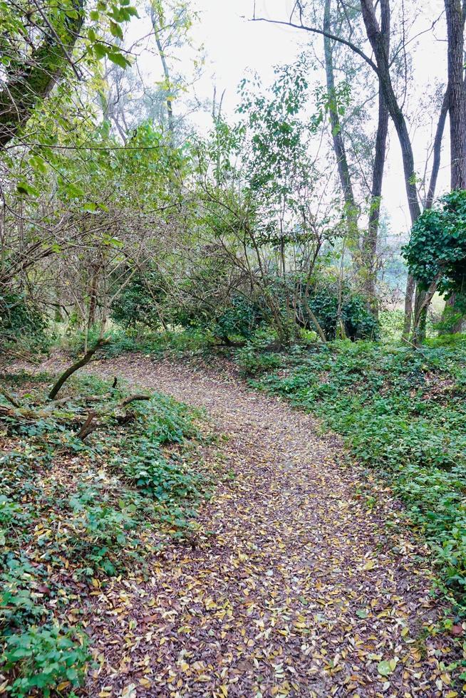 Trees in the forest photo