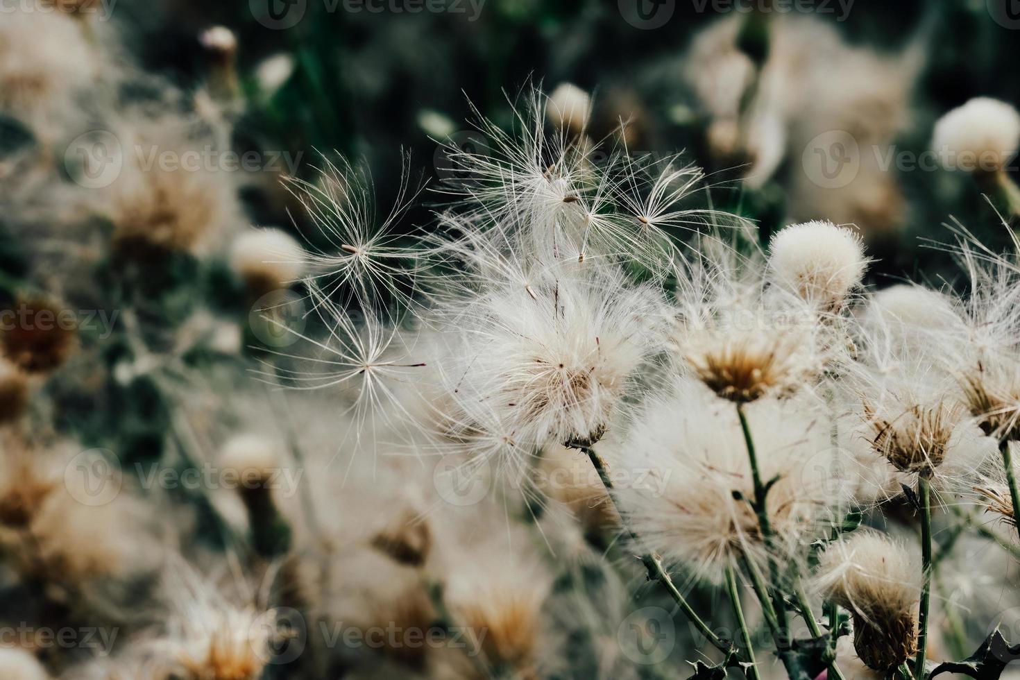 Lush bull thistle swaying in the wind along the river in Kashgar, Xinjiang photo