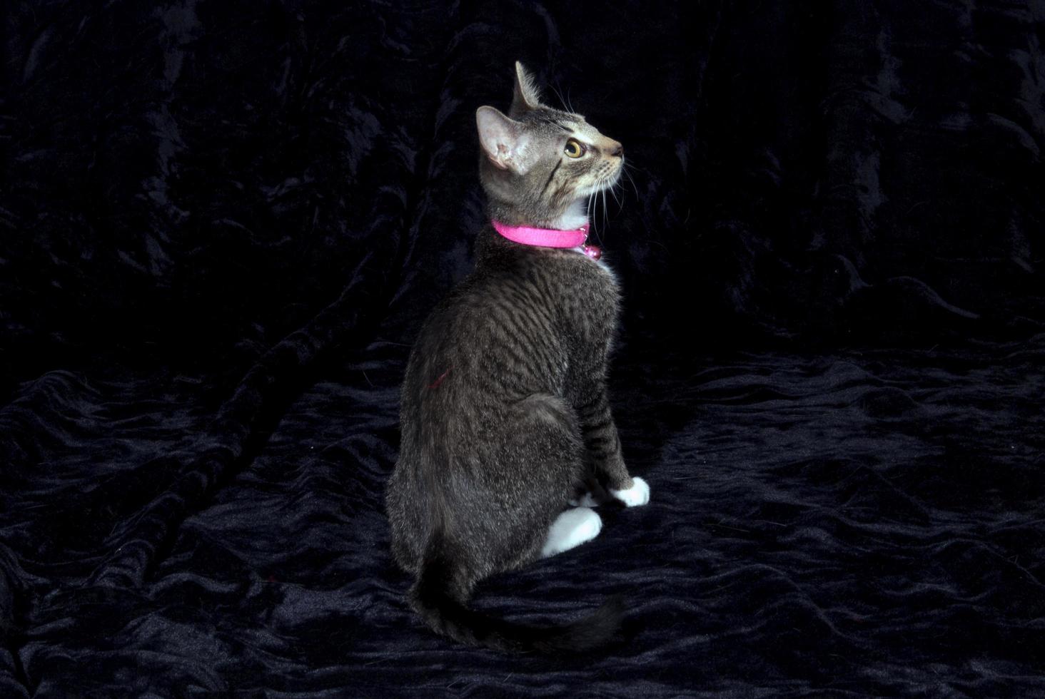 A Gray tabby cat with a pink collar and white paws on a black background photo