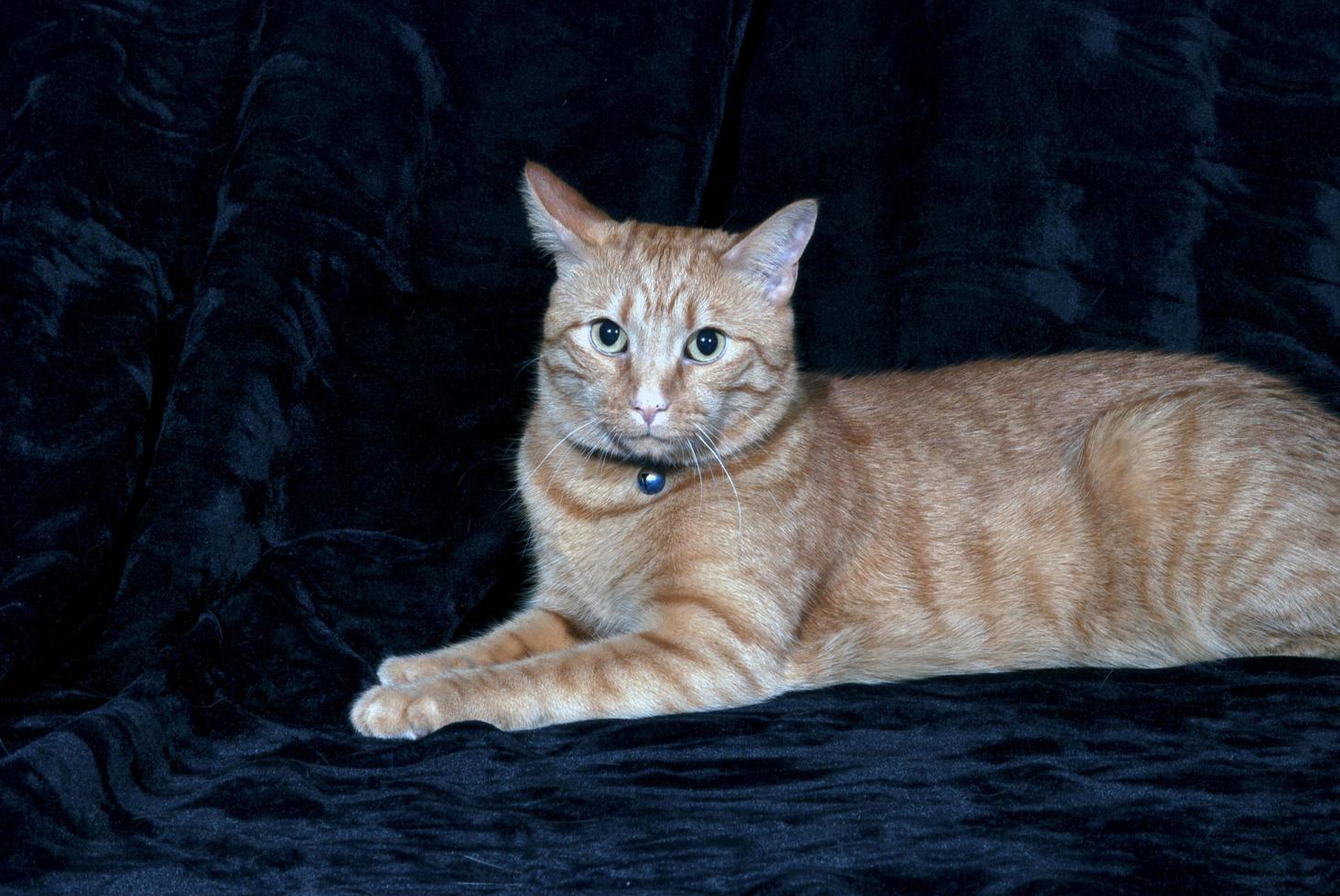 An orange tabby cat with a bell collar around its neck photo