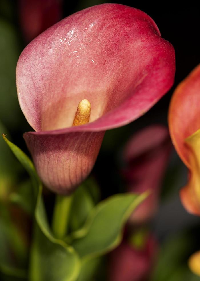 A red flower blooming in springtime photo