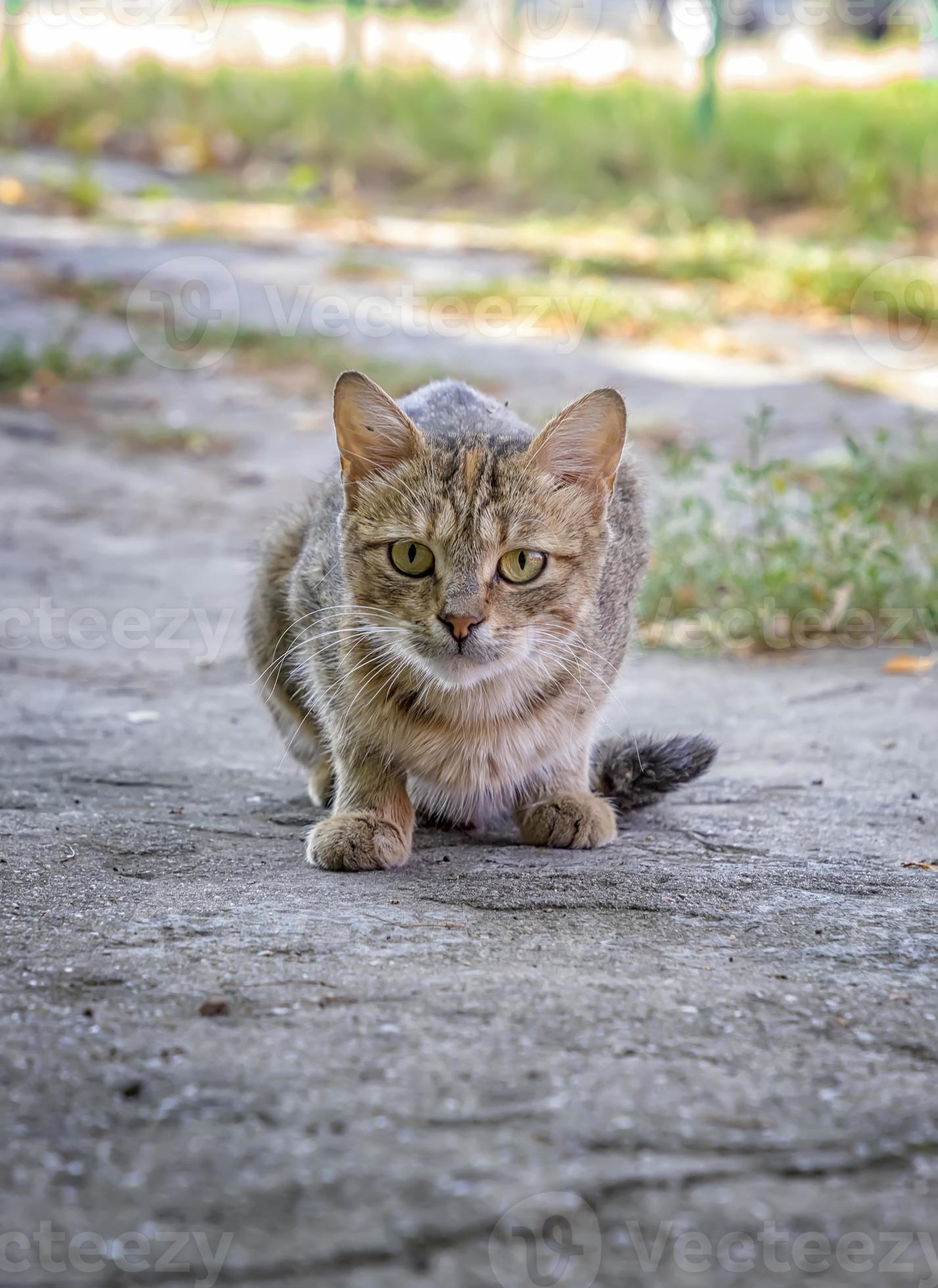 A wild hungry cat is hunting. Cat prepares to jump onto something she