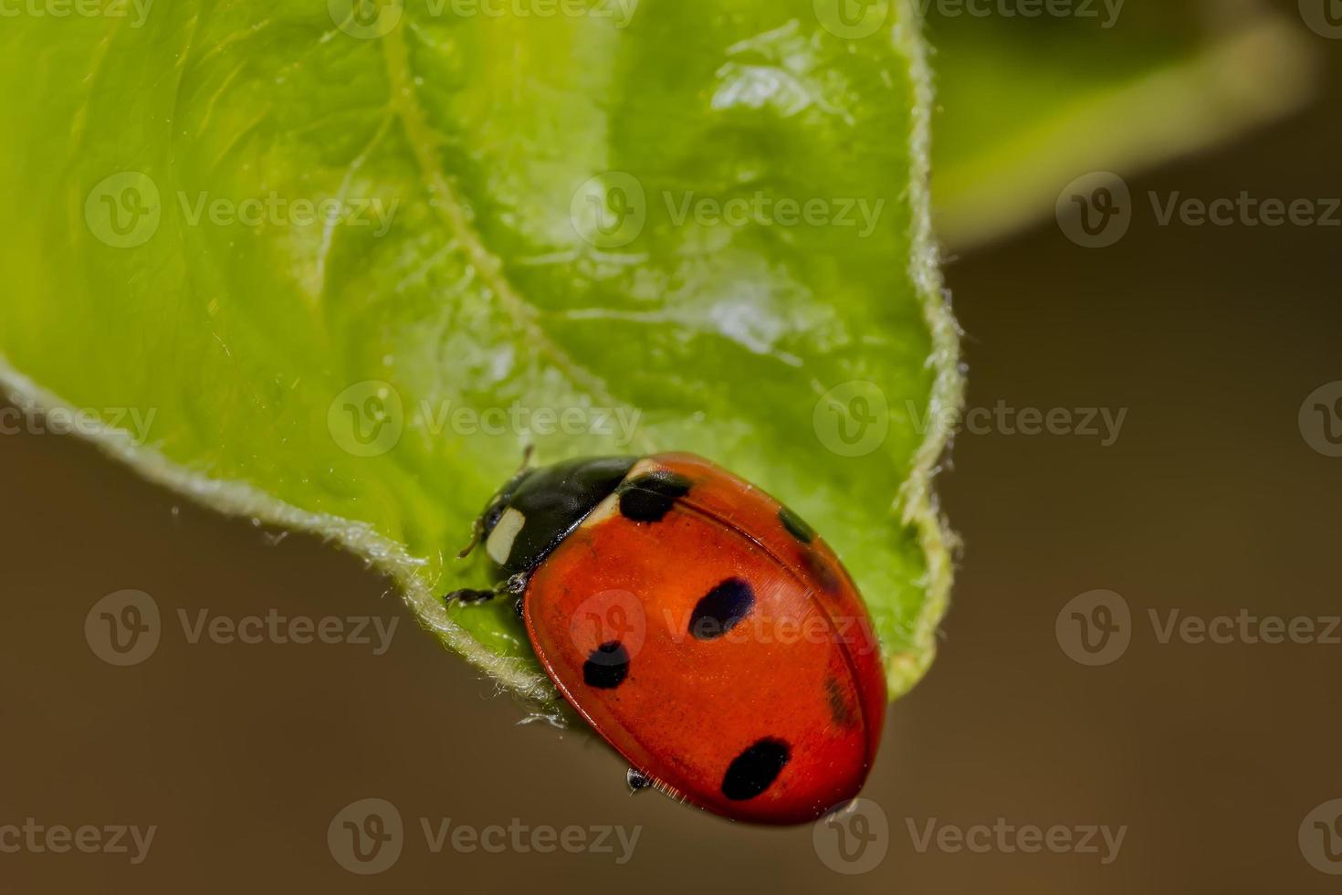The Ladybird sits on a colored leaf. Macro photo of ladybug close-up. Coccinellidae.