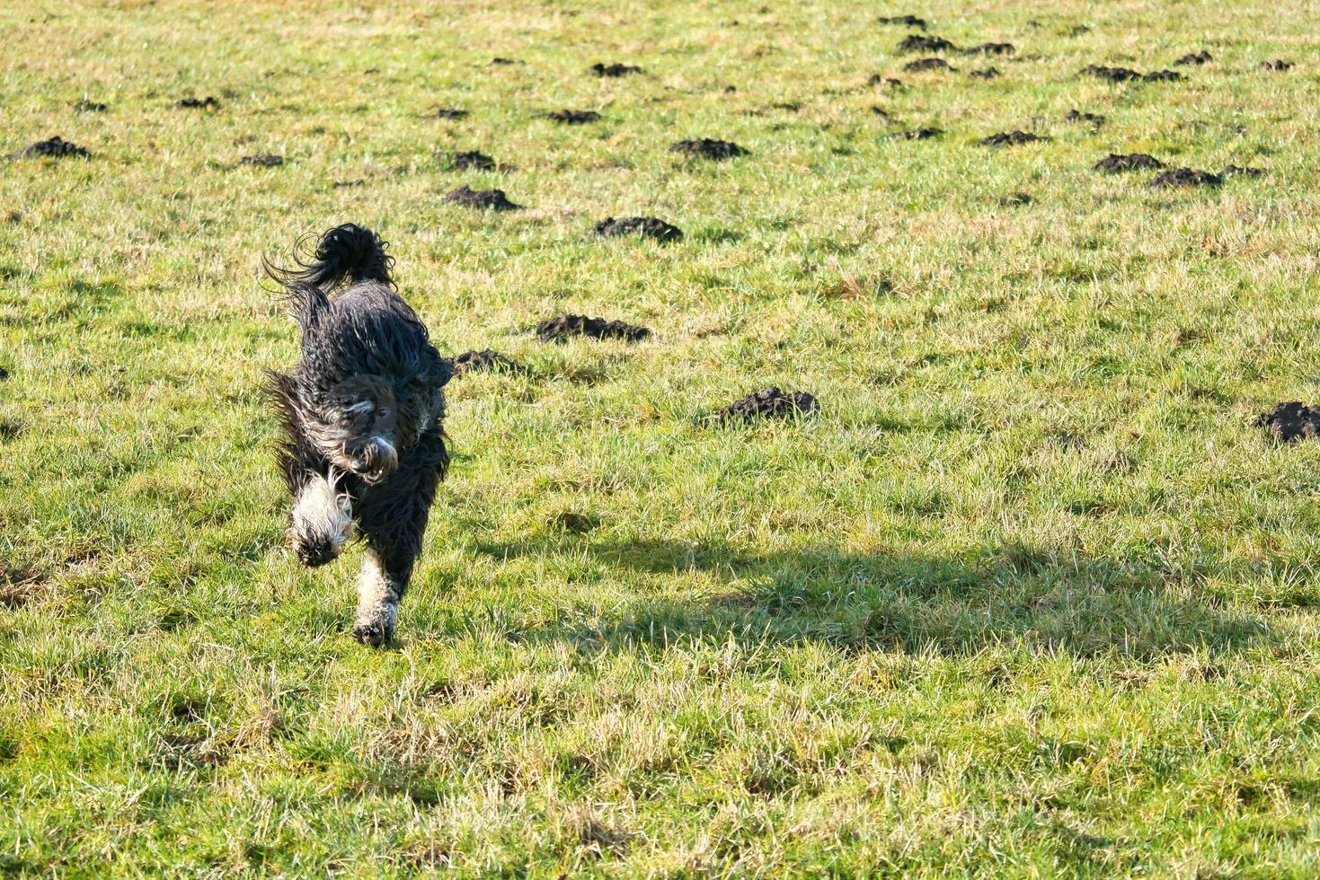 Black Goldendoddle running in a meadow while playing. Fluffy long black coat. photo